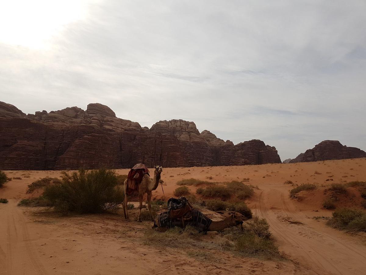 Wadi Rum Nature Tours And Camp Dış mekan fotoğraf